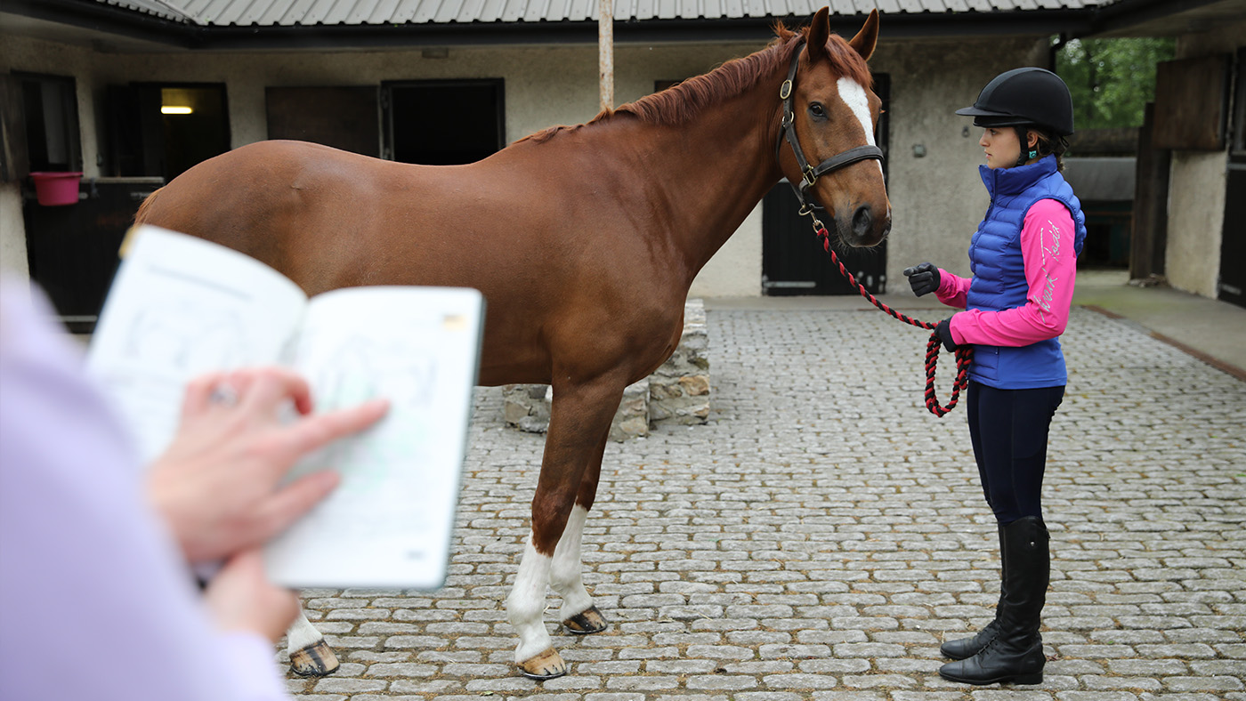Horse sale Improve horse&amp;rsquo;s value: selling a horse