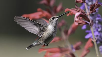 A black-chinned hummingbird feeds from a red flower spike