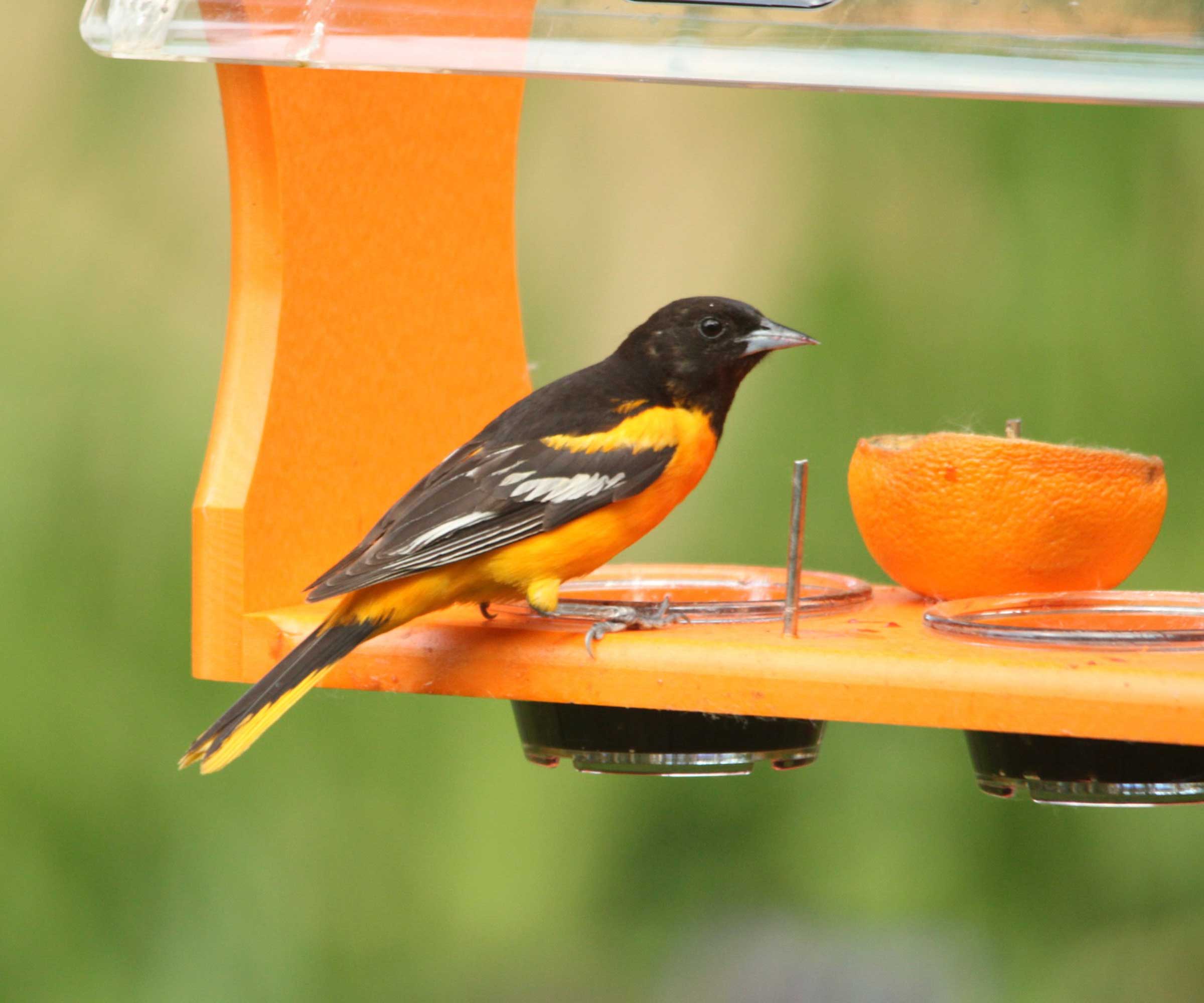 Baltimore oriole on feeder with orange and grape jelly