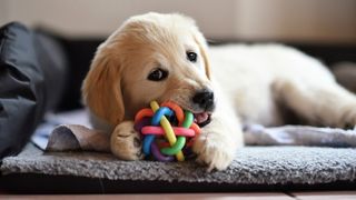 puppy teething