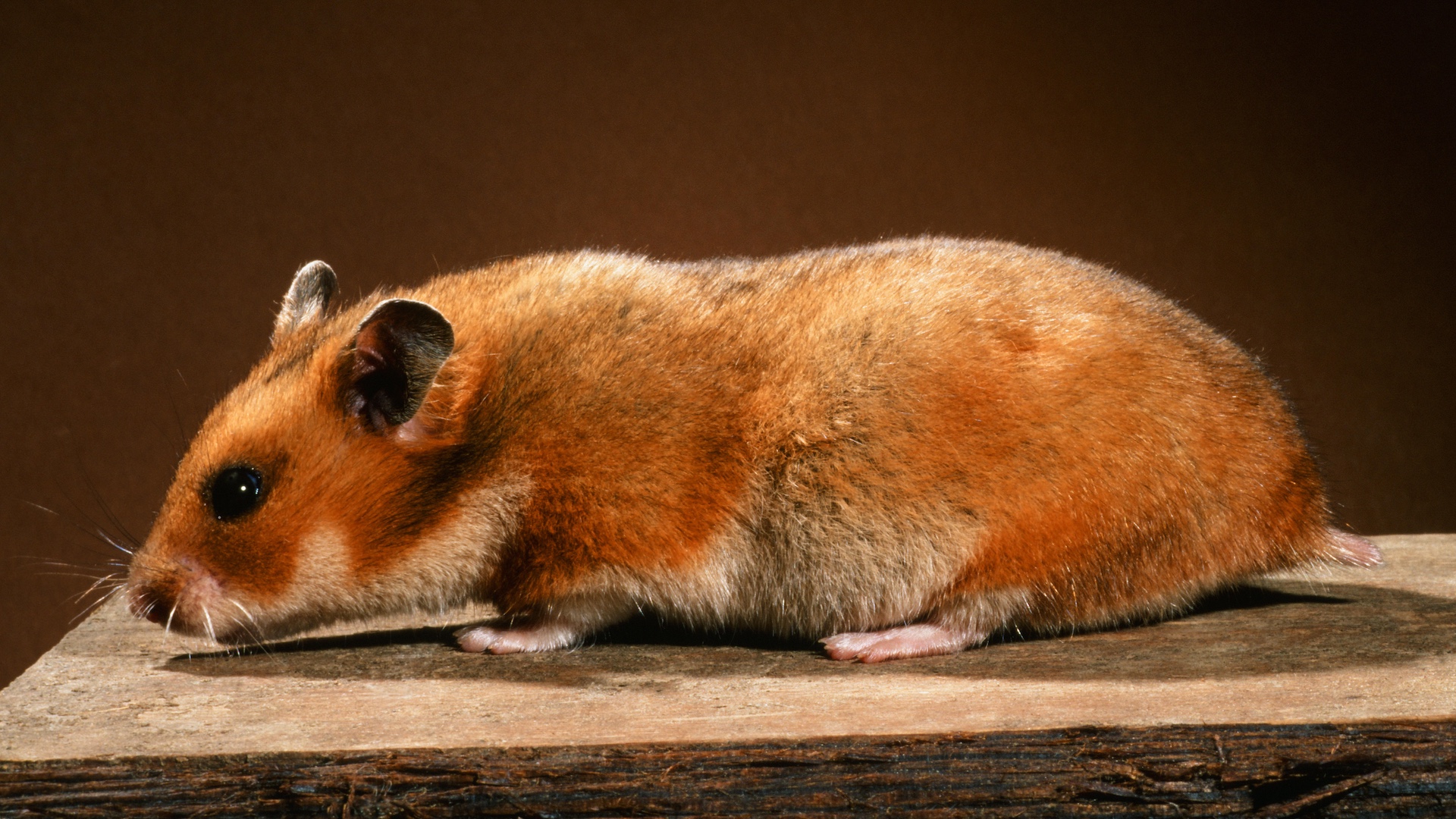 Short haired Syrian hamster
