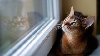 activities for cats home alone - cat looking out of a window