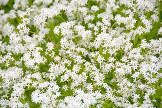 Flowers of Our Lady's Lace or Sweet Woodruff under soft sunlight on a green background in spring