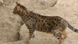 Savannah cat outdoors