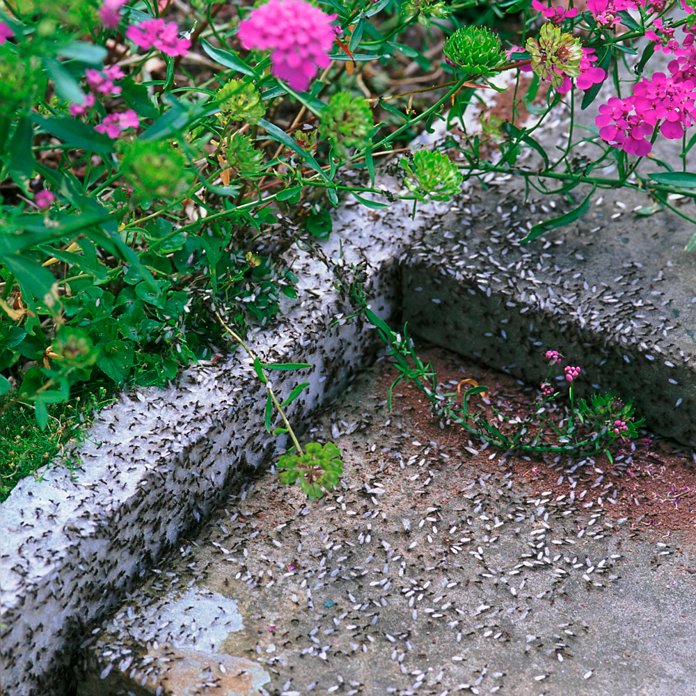 garden with flying ants and flower plant