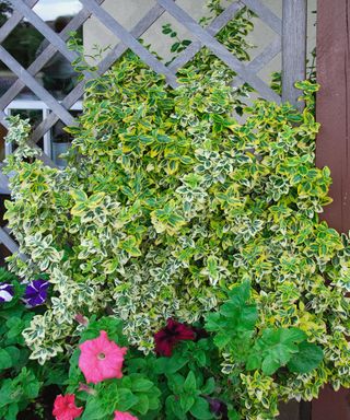 Euonymus fortunei 'Emerald'n Gold' growing on trellis