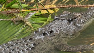 Lizzie the crocodile and one of her babies swim in the river close to the vegetation on the banks.