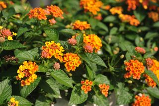 Beautiful Weeping lantanas in a garden