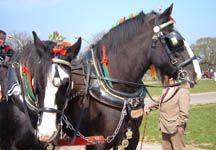 shires-in-harness.jpg