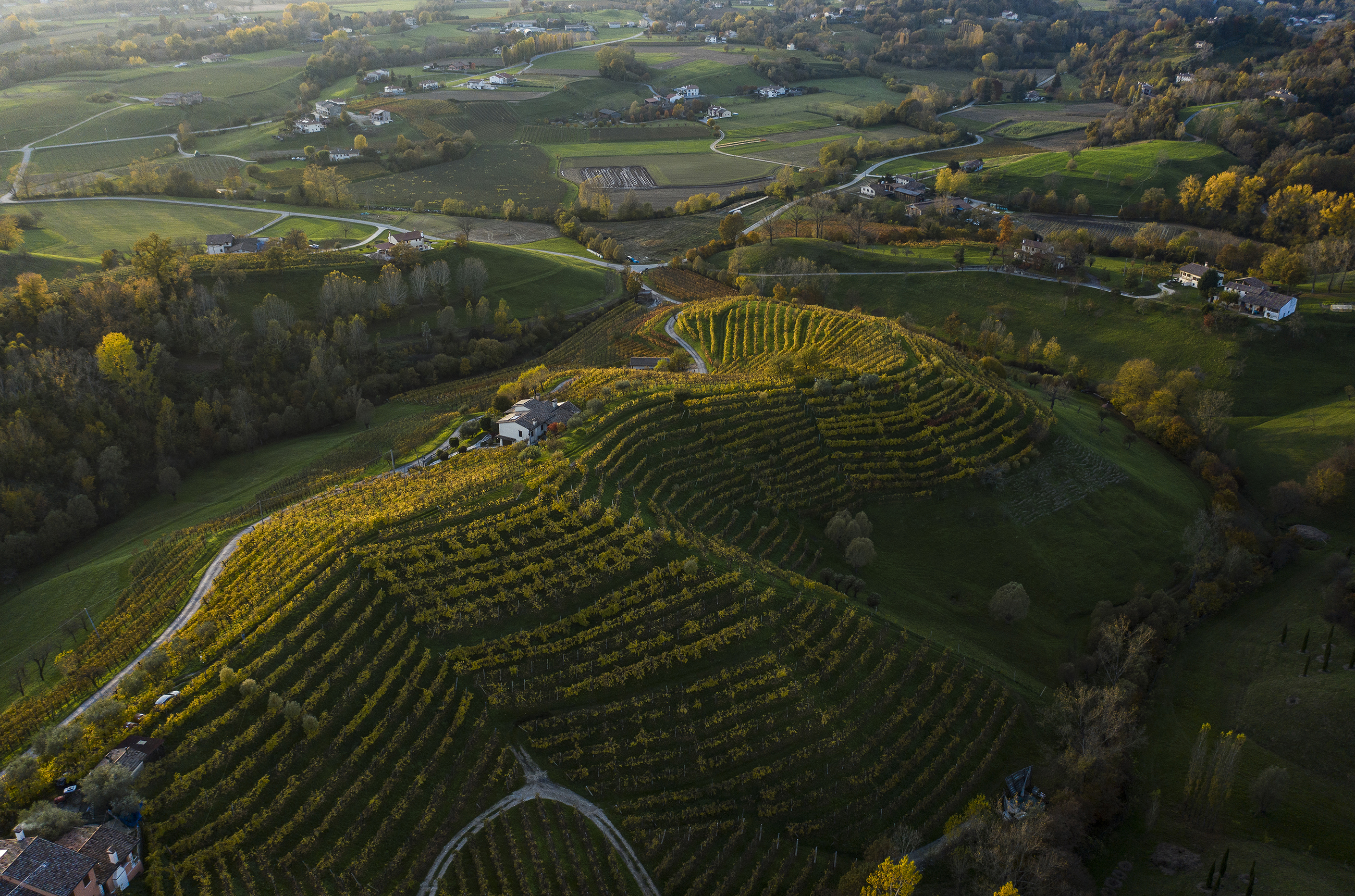 Birds-eye shot of steep hills with vines on them, dark green