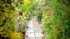 Pretty and colourful garden border planting ideas closeup of a private UK cottage style Summer garden border in full bloom with flowers overflowing onto the path.