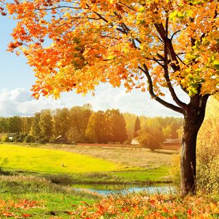 The colorful foliage of autumn