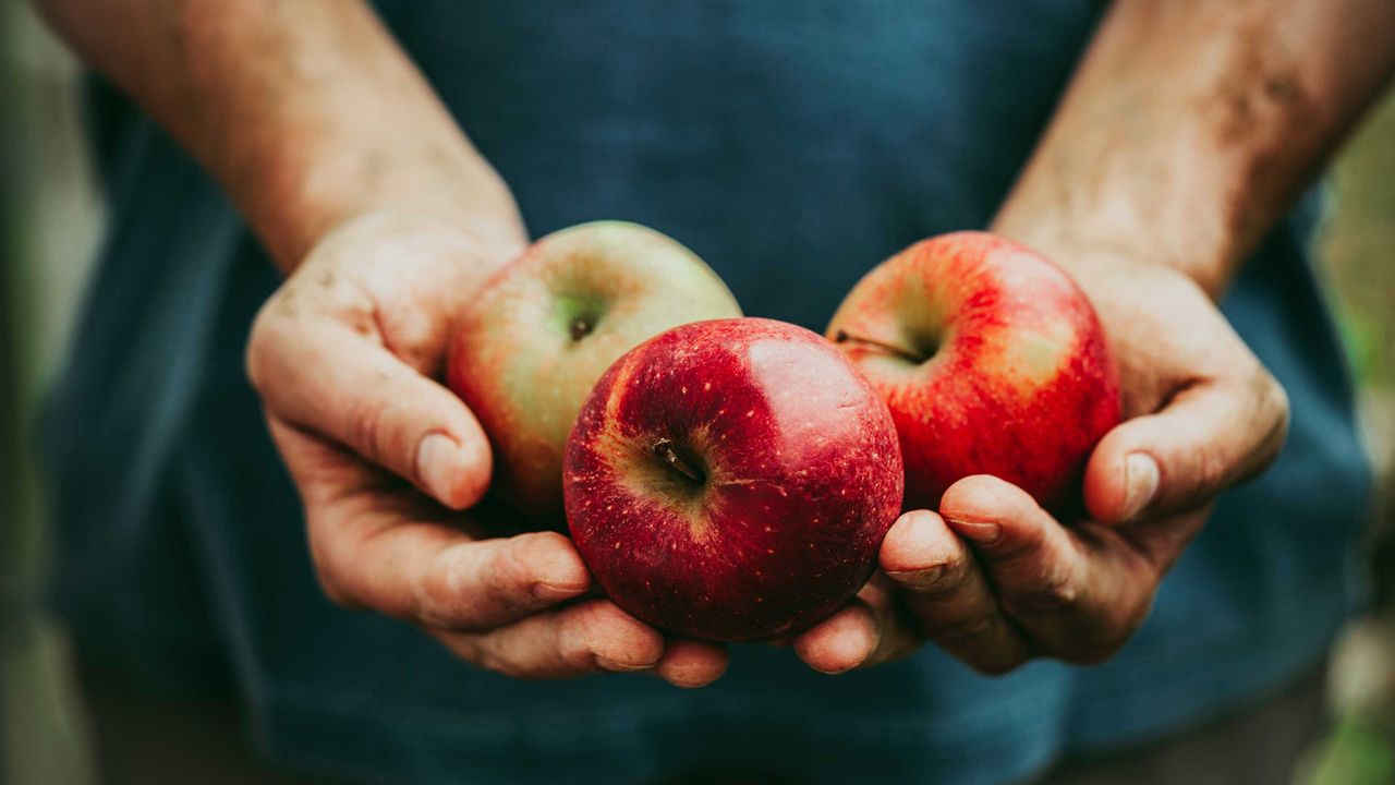 hands holding three freshly harvested apples