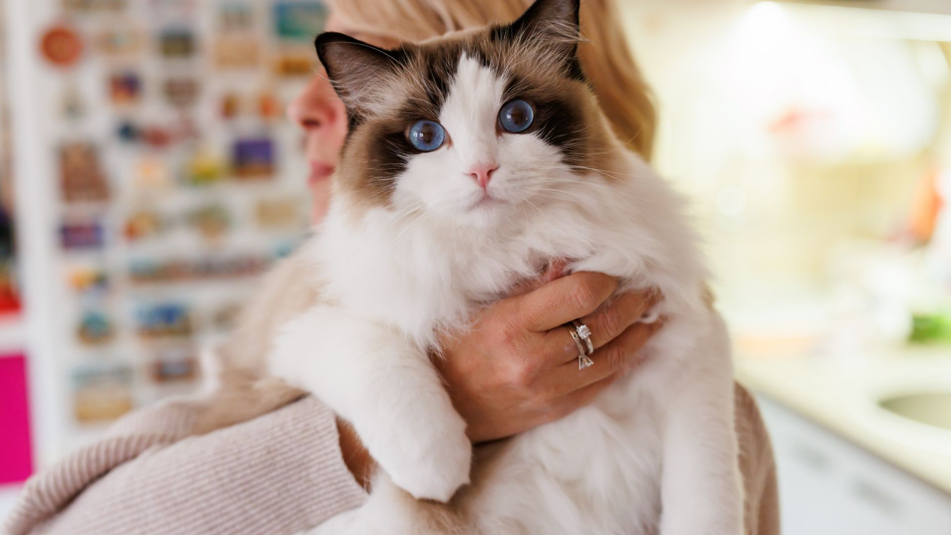 ragdoll cat with bright blue eyes being held by a blond woman