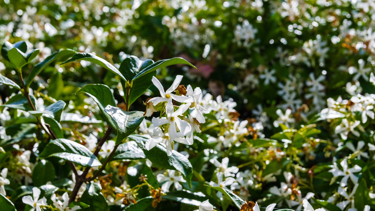 Every Garden Needs One Evergreen That Thrives On Neglect – Here Are 7 Of The Best To Plant
