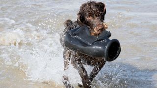 Brown dog retrieving from water