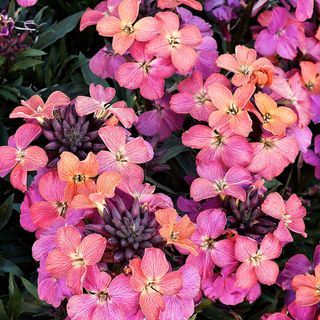 Erysimum ‘Monet’s Moment’