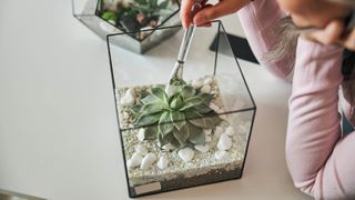 A succulent being cleaned with a brush