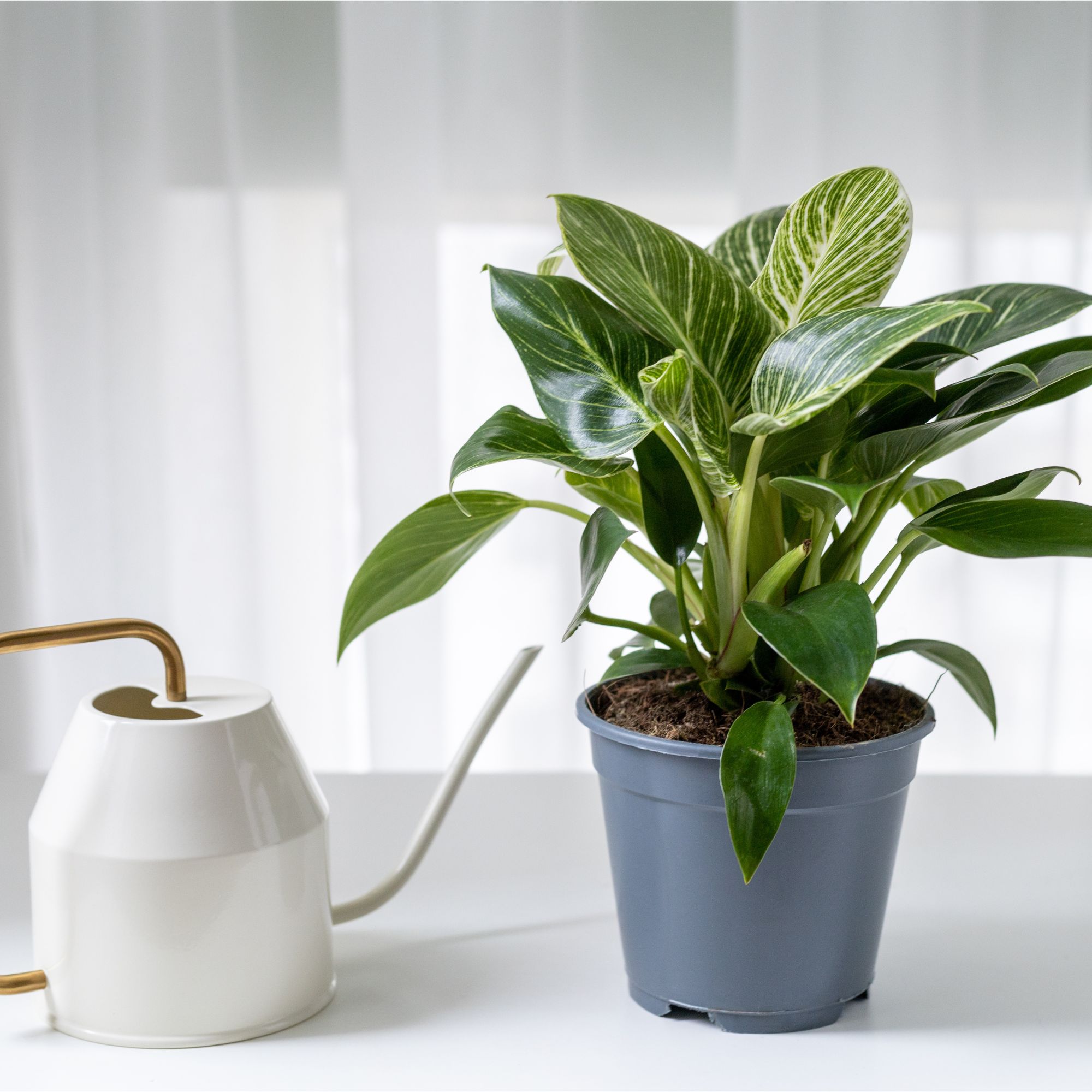 Philodendron 'Birkin' houseplant