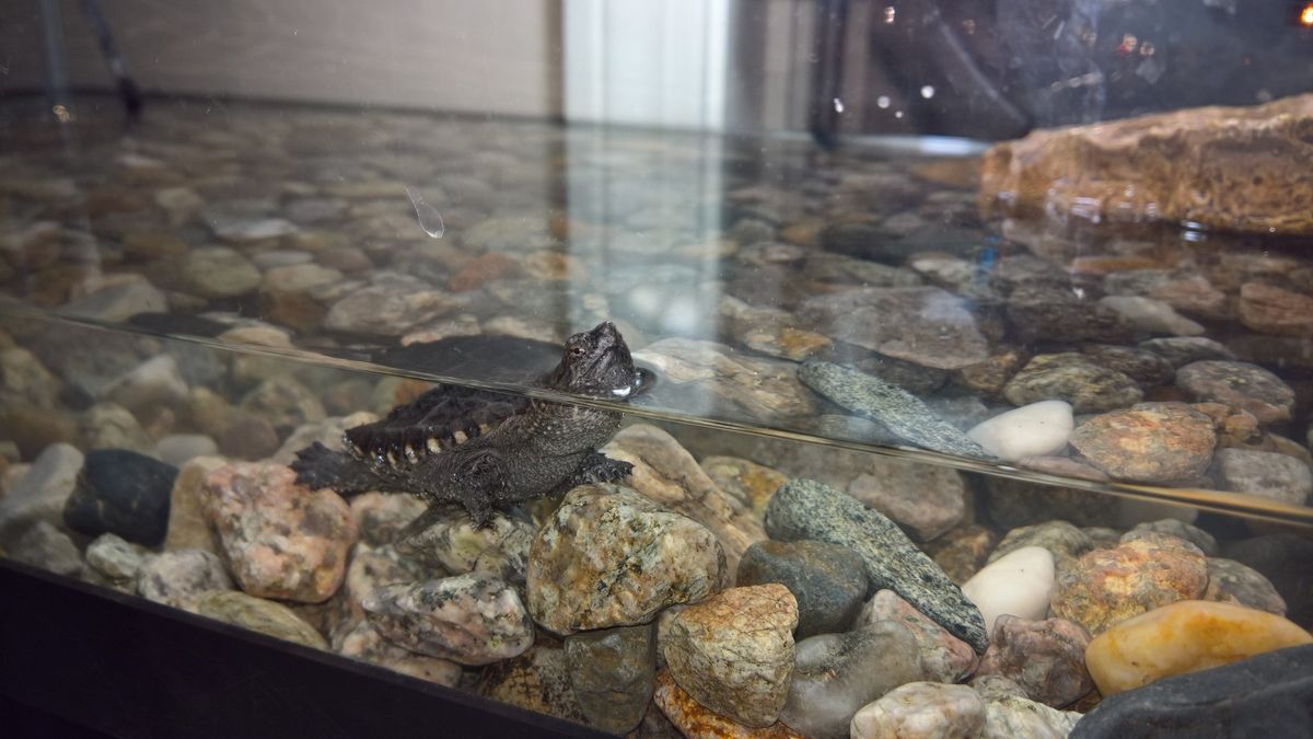 Lumia 950 Camera sample