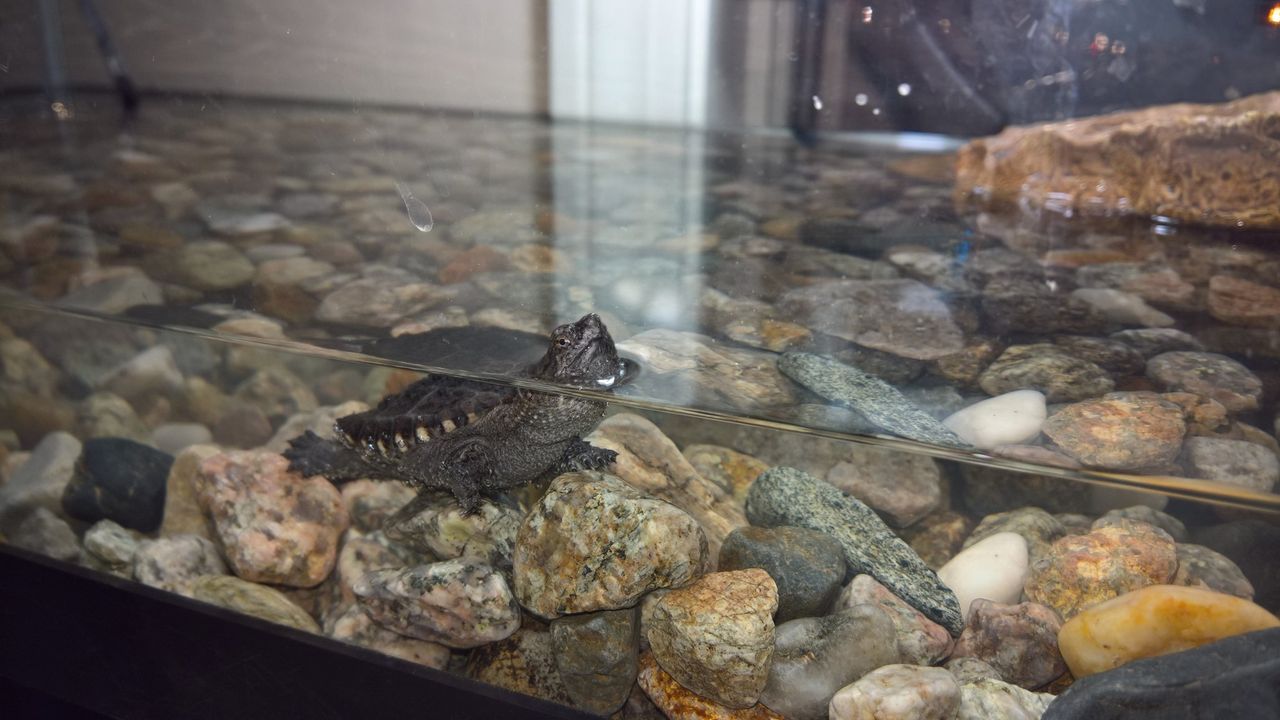 Lumia 950 Camera sample