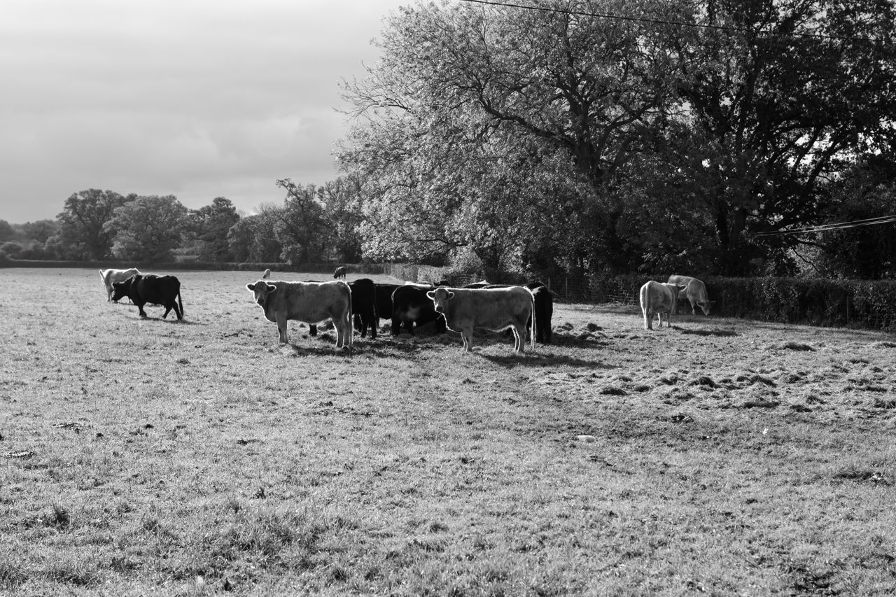 A black and white image of cows in a field