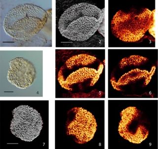 Scientists have unearthed ancient pollen grains (examples shown here), with microscopic features typically seen in flowering plants, in two core samples drilled in northern Switzerland. The grains date to about 245 million years ago.