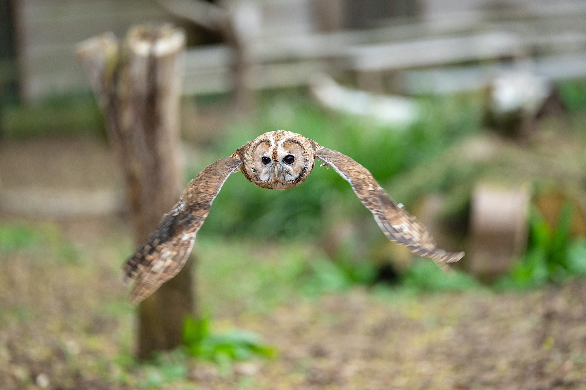 Tawny owl in flight