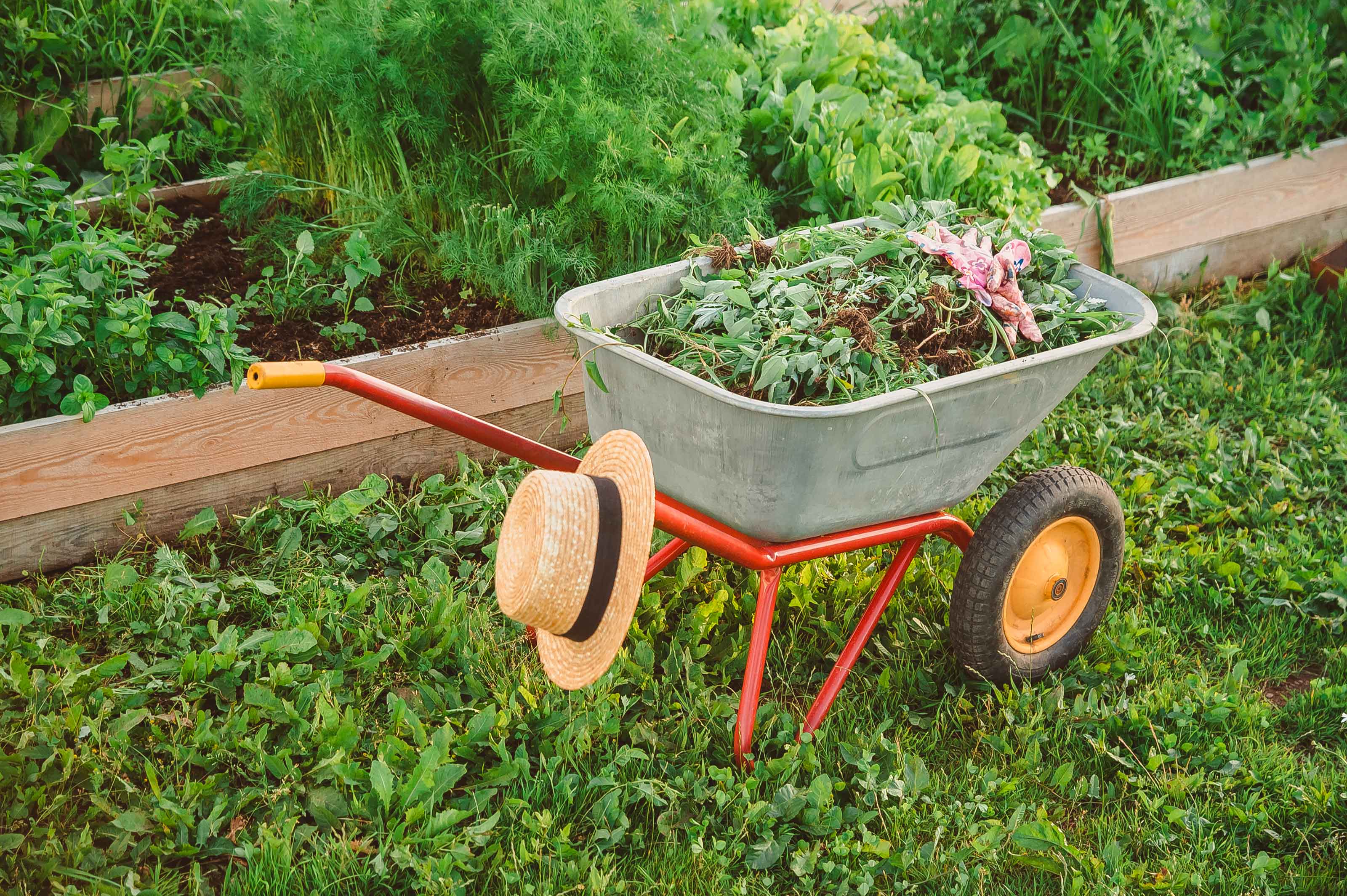 how to get rid of weeds from lawn with wheelbarrow
