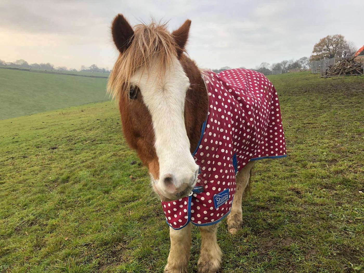 Riding for the Disabled pony