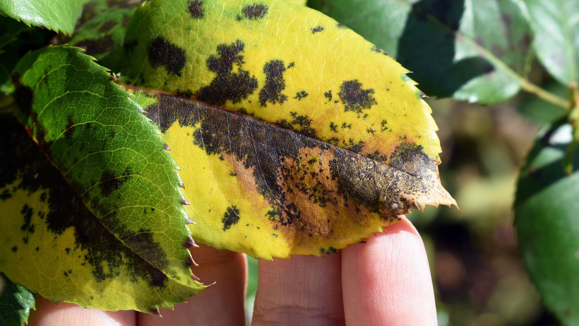 picture of person holding rose leave with black spot growing on it