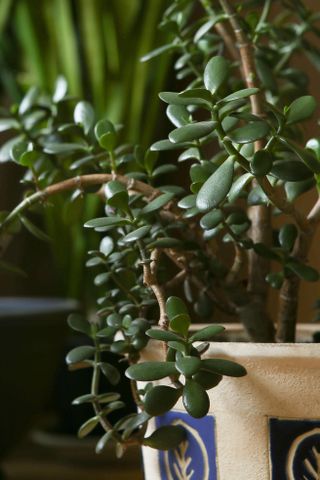 A close-up of a jade plant