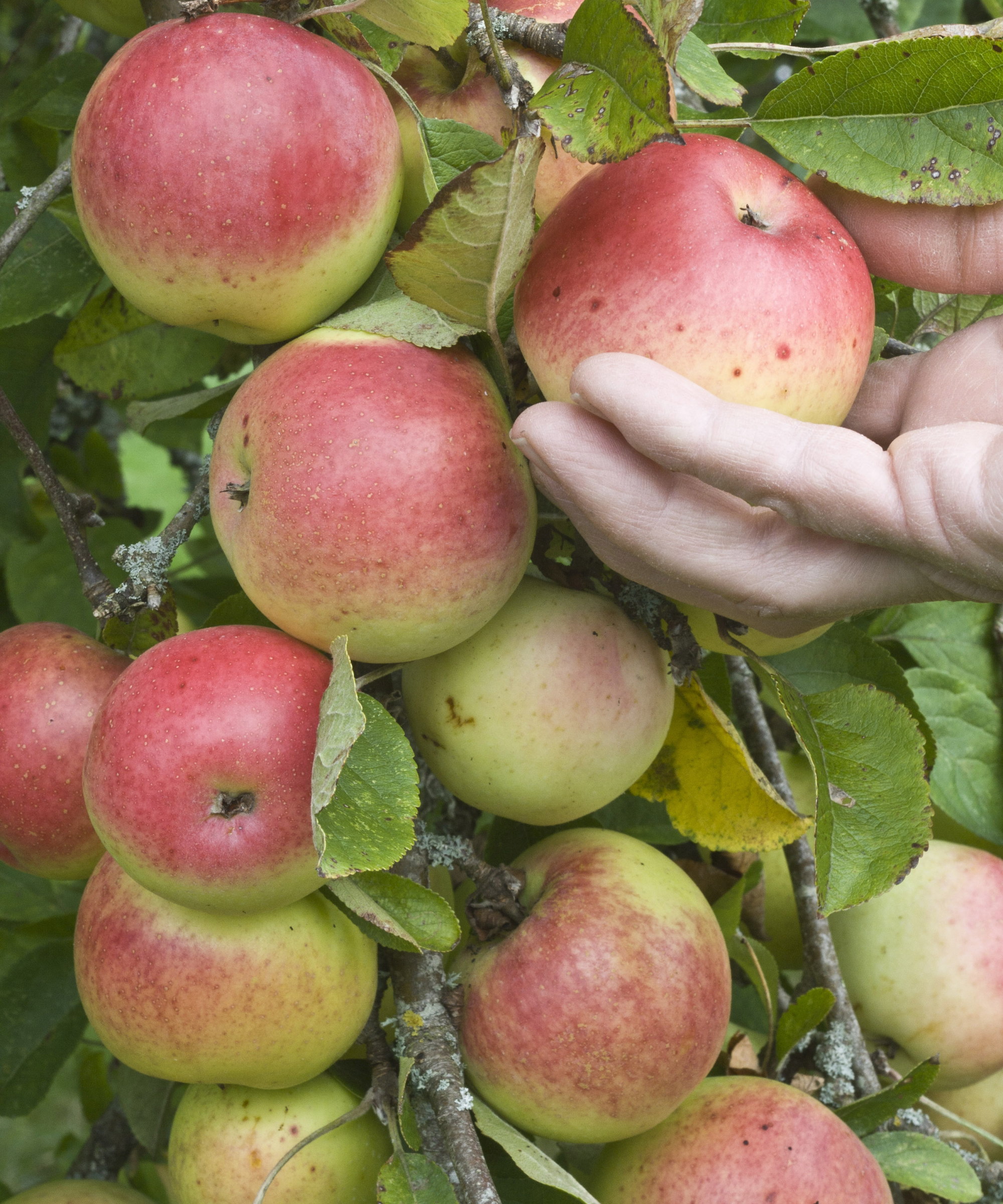 A gardener picking ripe red apples off a tree by hand