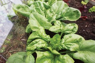 how to grow spinach: leaves are fast growing for quick results