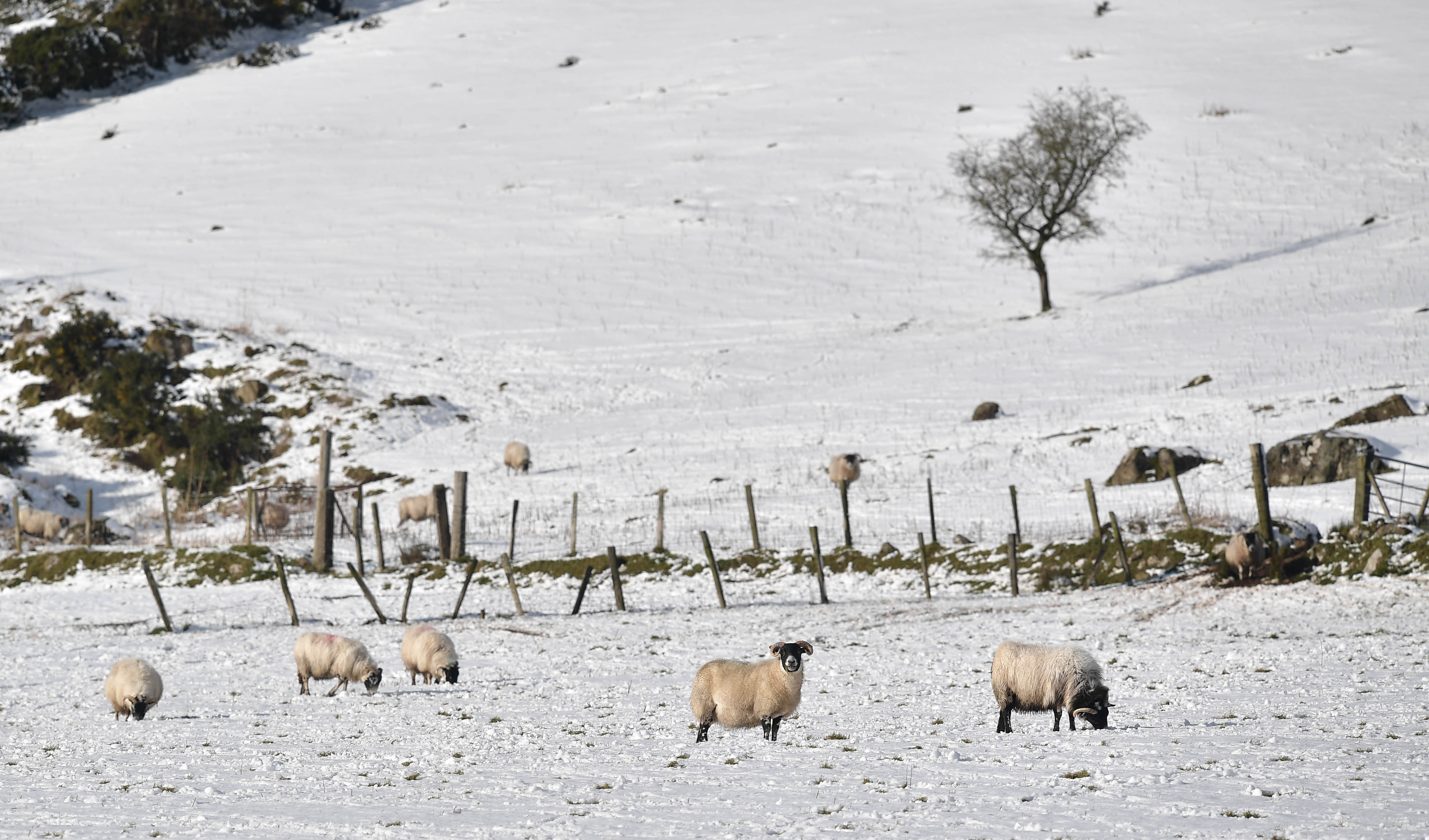 Sheep are seen in fields covered in snow during Storm Eunice on February 18, 2022 in Portstewart, Northern Ireland