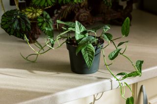 Epipremnum Pinnatum Cebu Blue Plant in the Kitchen