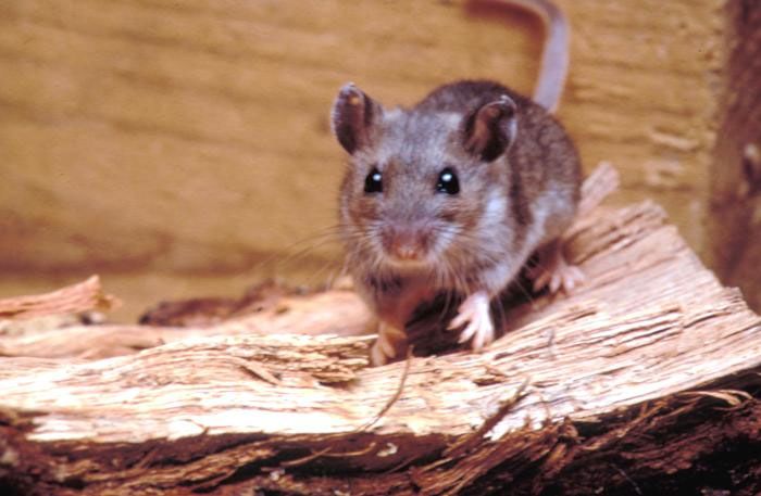In Photos: The Peskiest Alien Mammals | Invasive Species | Live Science