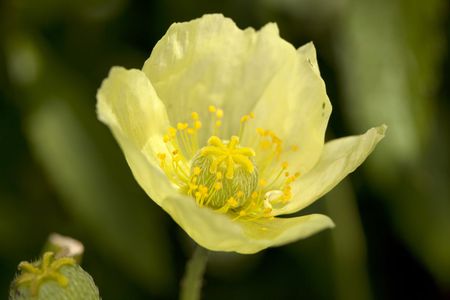 Alpine Poppy Wildflower