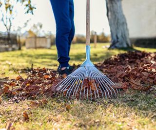 Wood handle rake cleaning up leaves