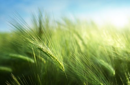 Field Of Barley Grain