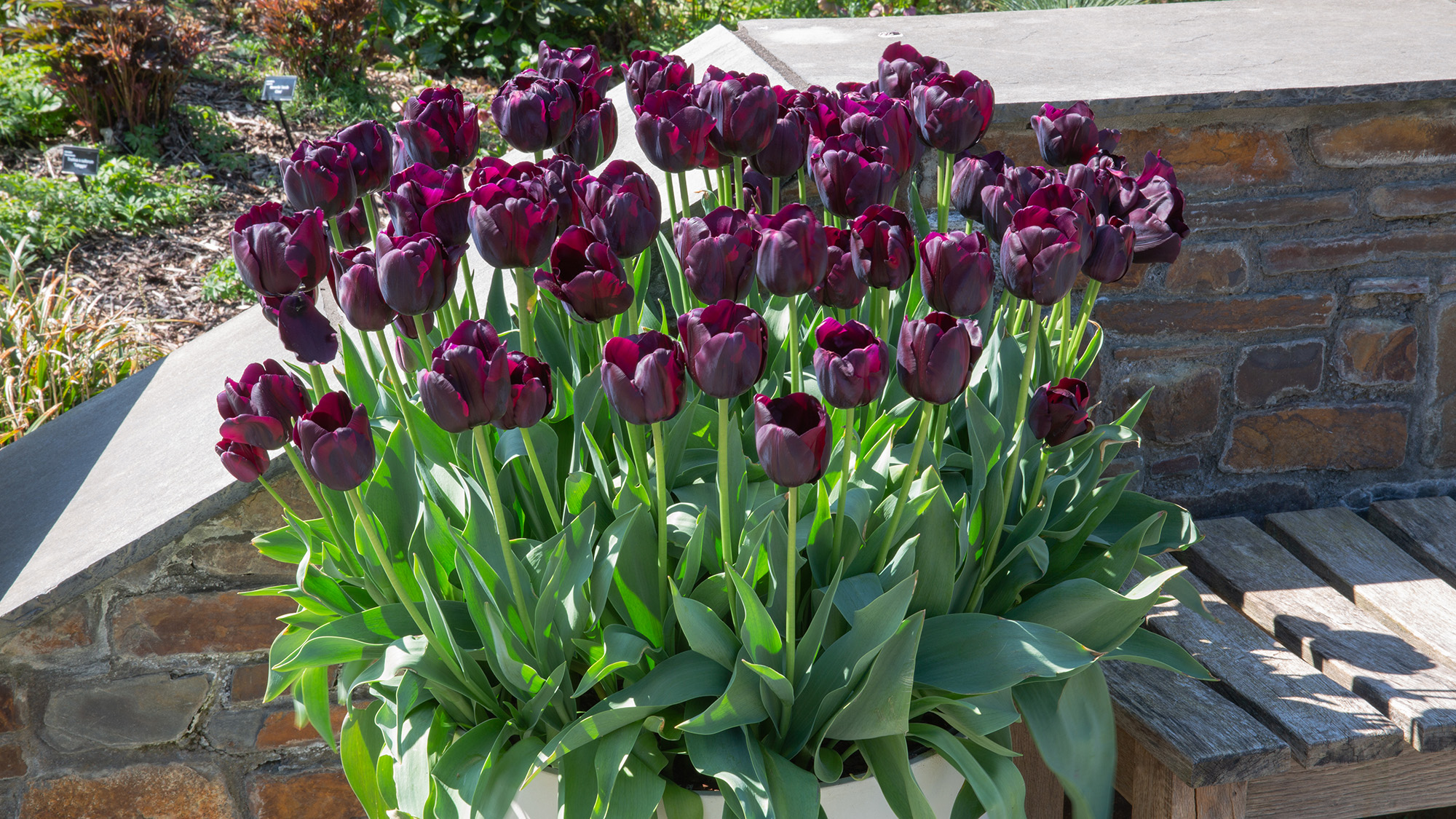 Queen of Night tulip