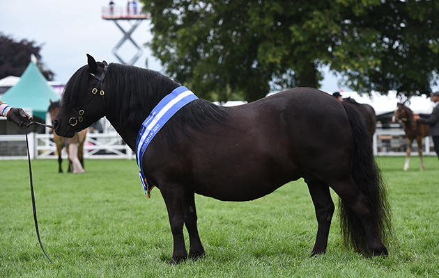 Sharptor Trinity (672) exhibited by D Hodge &amp;amp; J Walters winner of the Cuddy Supreme In-Hand during Royal Norfolk Show, near Norwich in Norfolk in the UK on 29th June 2017