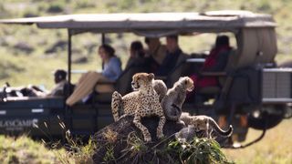 A family of cheetahs sits together with a car of people behind them in Mammals.
