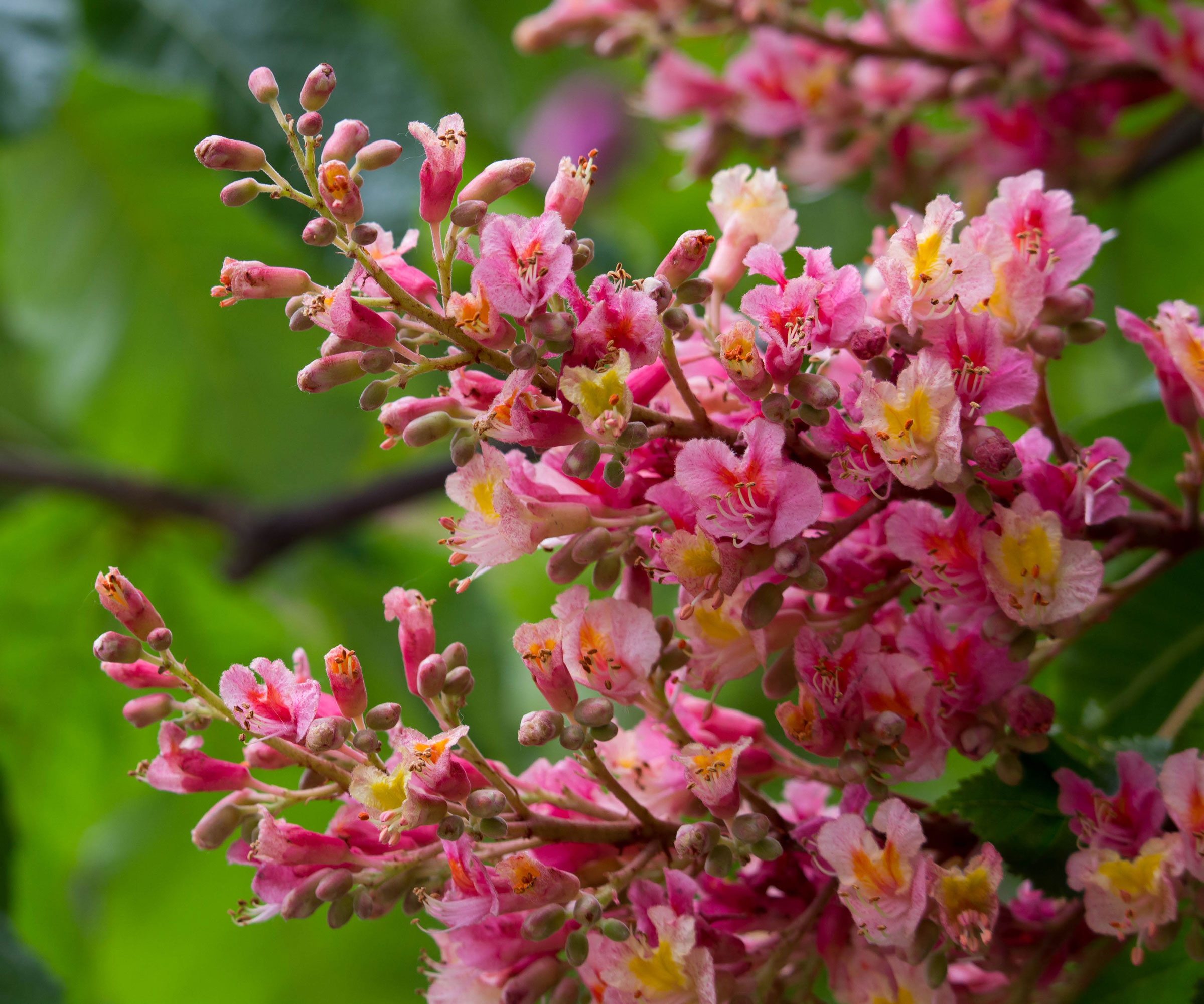red buckeye plant in bloom