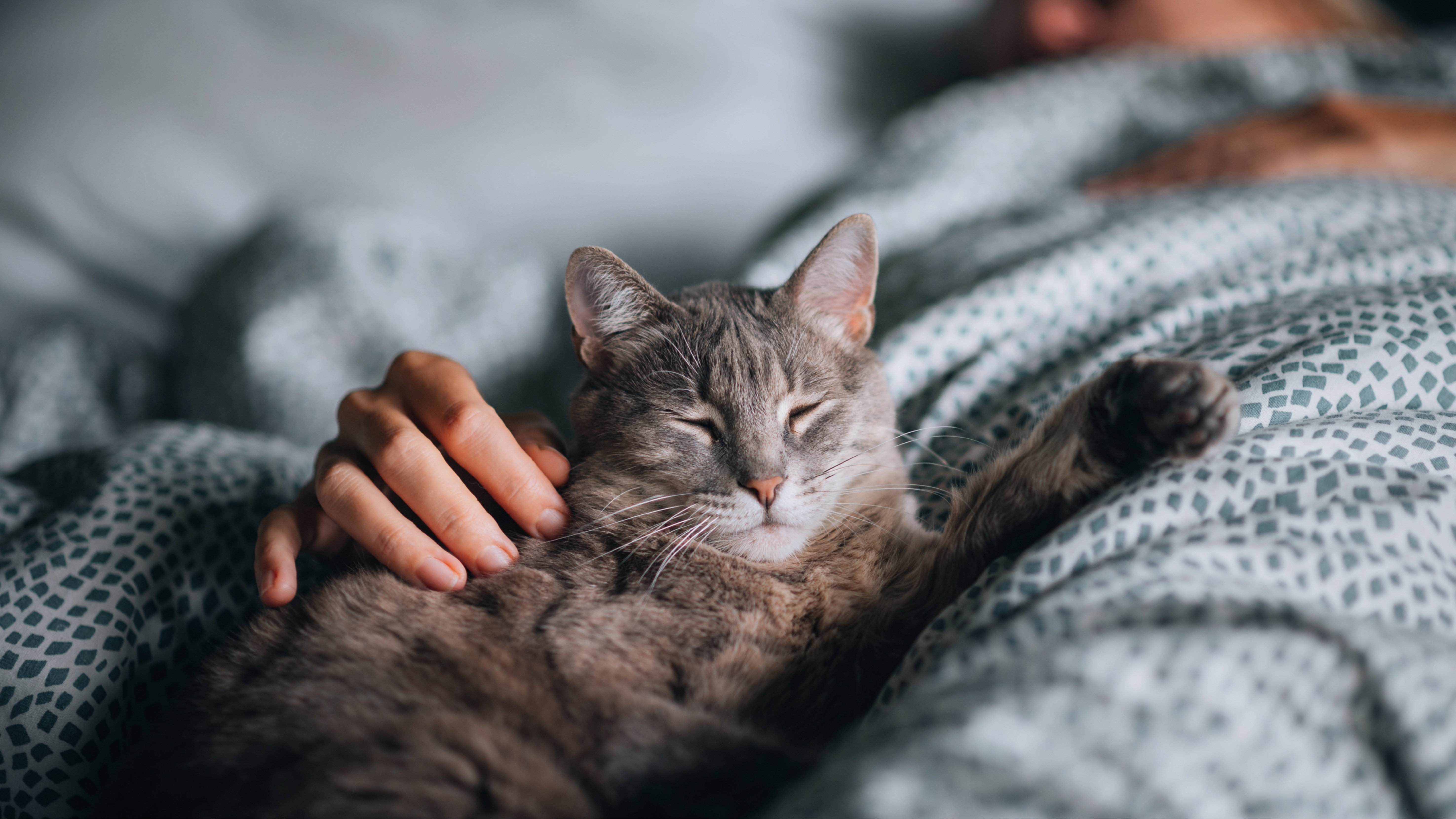 Cat sleeping on bed