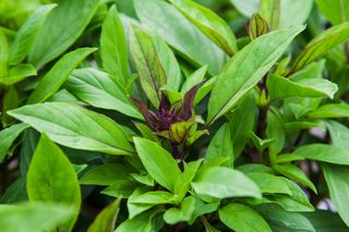 'Siam Queen' Thai basil leaves