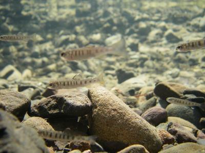 Juvenile steelhead trout swim in a small stream pool.