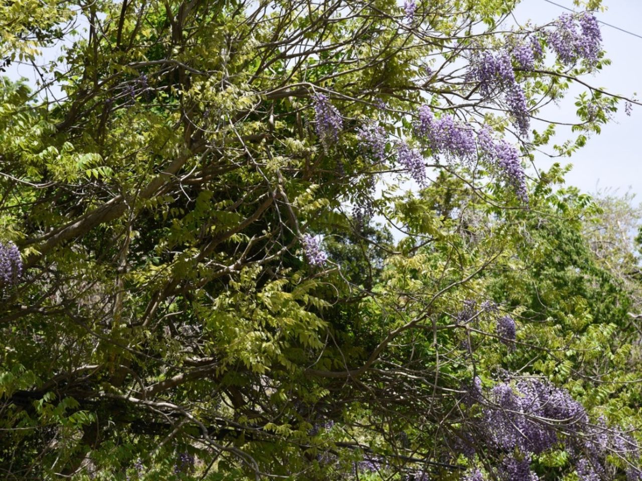 Purple Flowered Silky Wisteria Vines