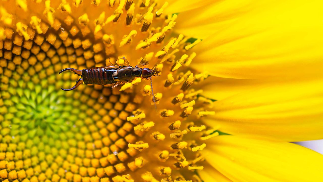 earwig on yellow flower