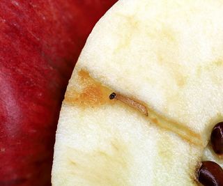 A codling moth larvae worm inside a halved apple